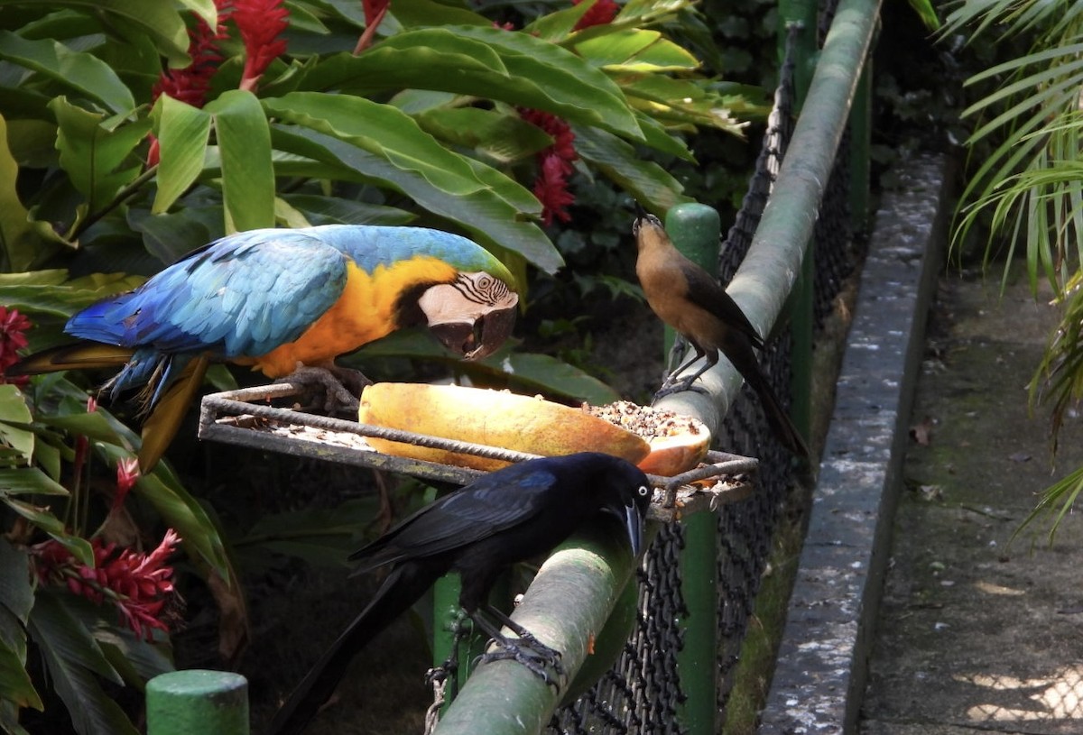 Blue-and-yellow Macaw - ML523872191