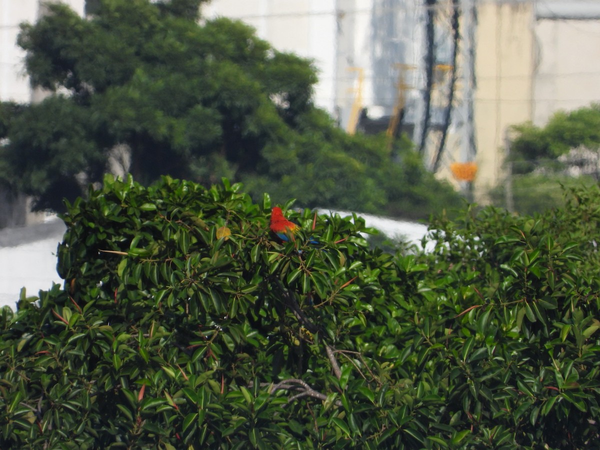 Chestnut-fronted Macaw - ML523872421