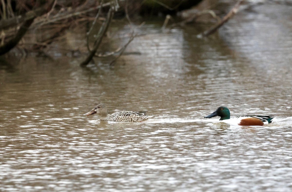 Northern Shoveler - ML523873081