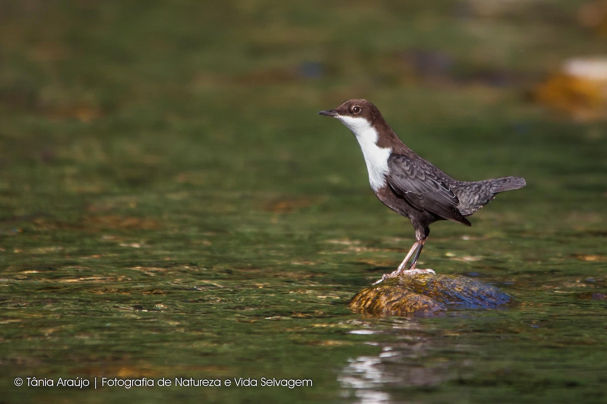 White-throated Dipper - Tânia Araújo