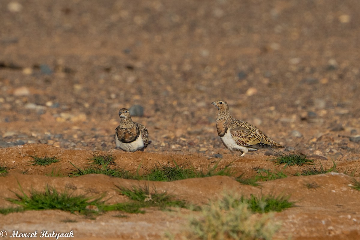 Pin-tailed Sandgrouse - ML523876461