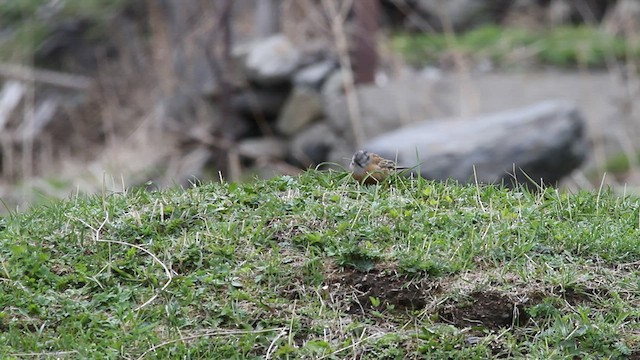 Rock Bunting - ML523876901