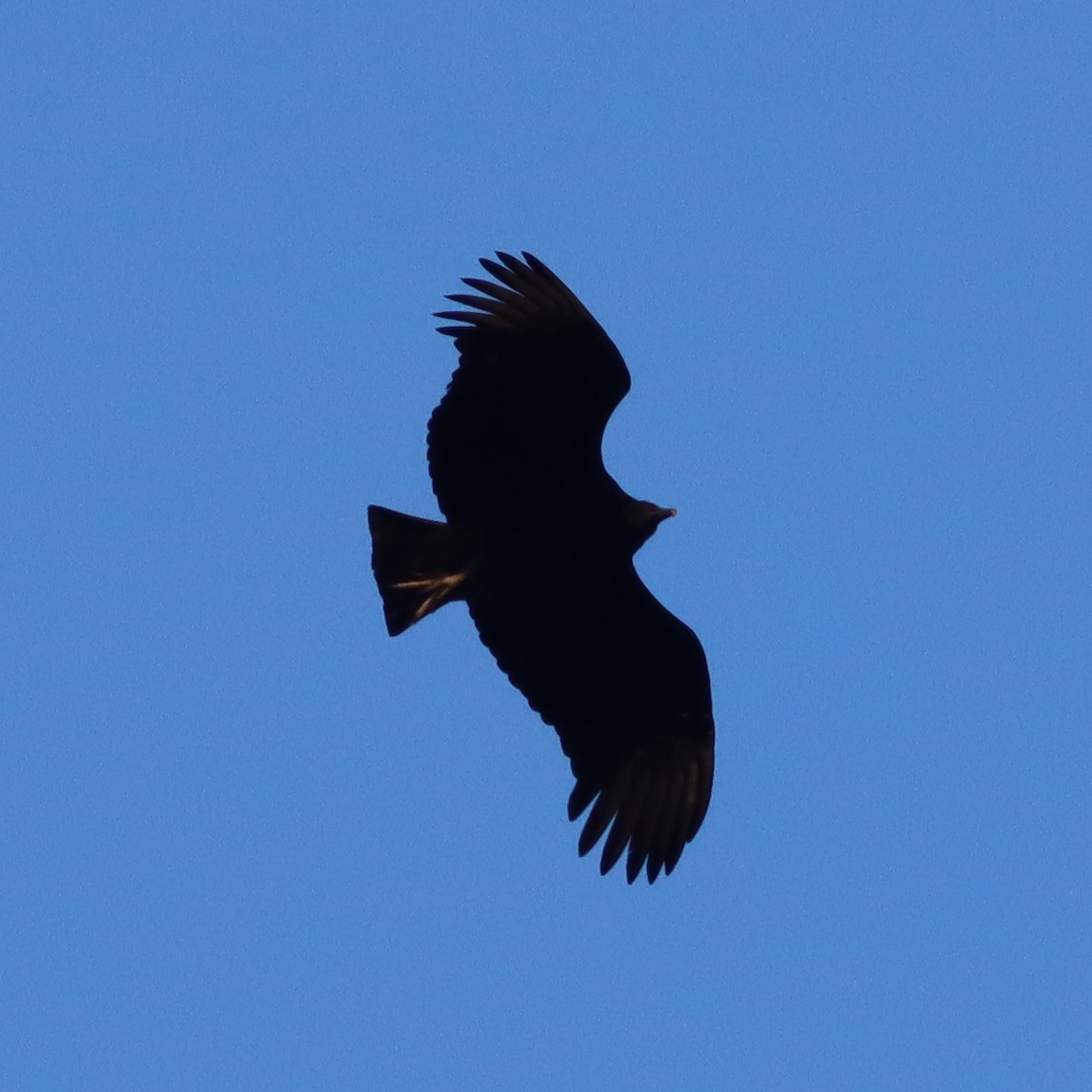 Black Vulture - ML523877031