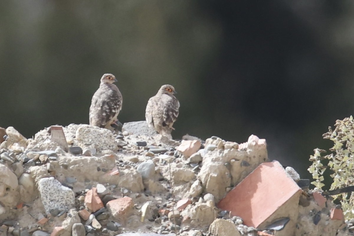 Bare-faced Ground Dove - ML523877281