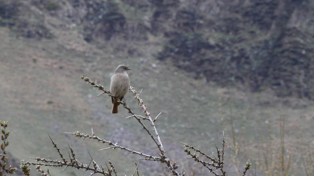 White-winged Redstart - ML523877671