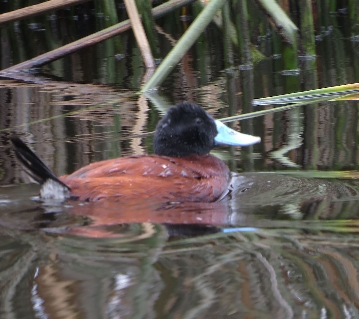 Andean Duck - ML523878611