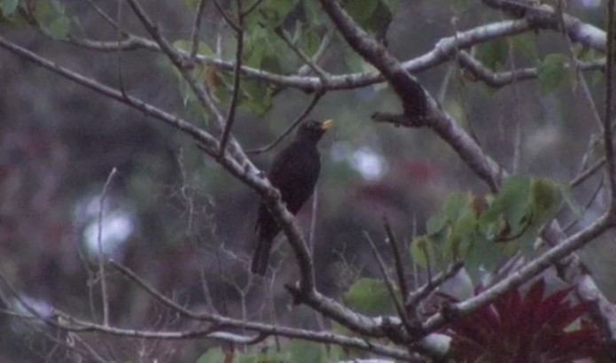 Black Thrush - Josep del Hoyo