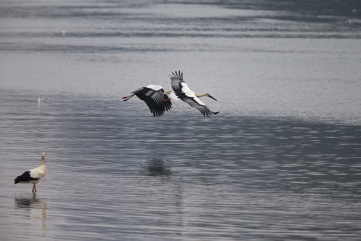 Oriental Stork - ML523881591