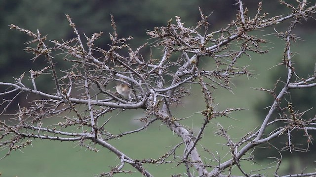 Mountain Chiffchaff - ML523881631