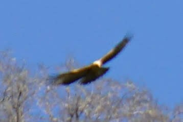 hawk sp. - ML523882231