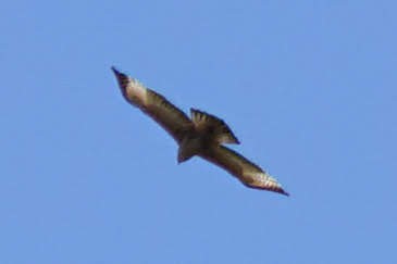 hawk sp. - ML523882261