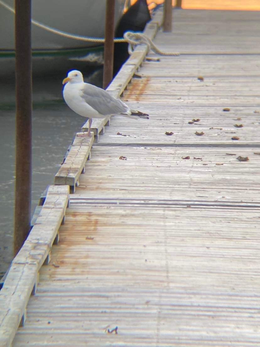 Gaviota Argéntea - ML523882701