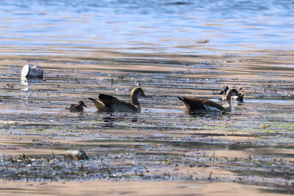 Egyptian Goose - Ismael Khalifa