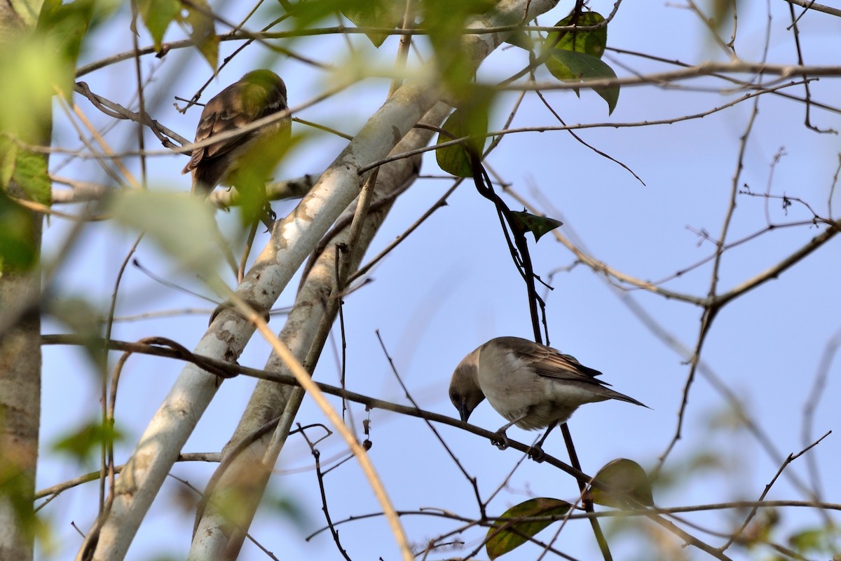 oiseau sp. - ML523884151