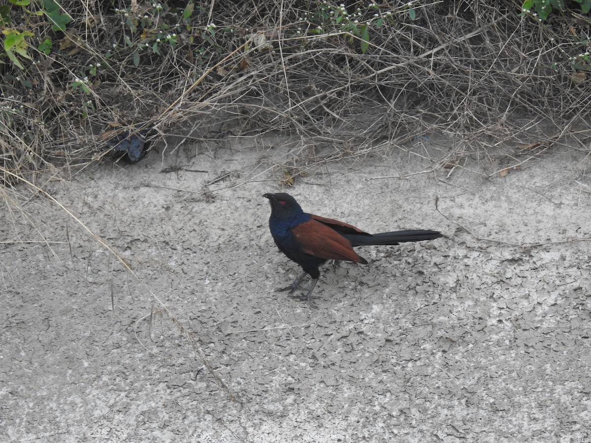 Greater Coucal - ML523885401