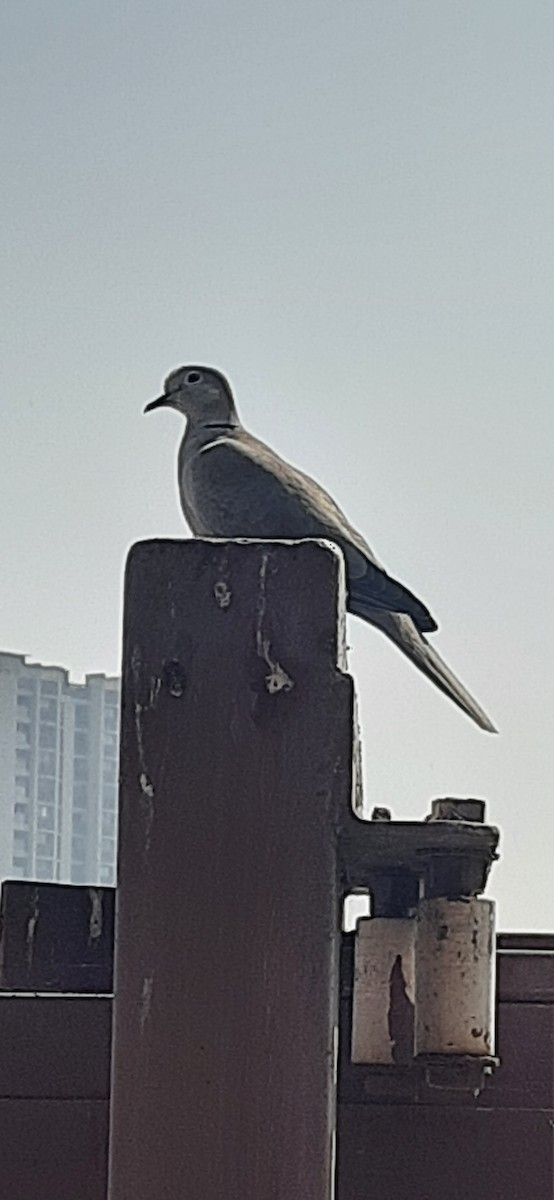 Eurasian Collared-Dove - ML523885781