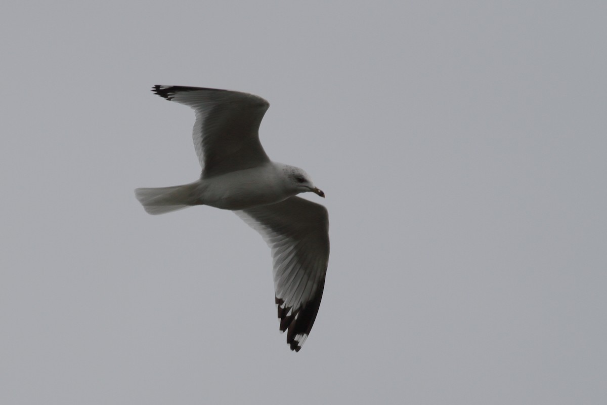 Ring-billed Gull - Richard Stanton