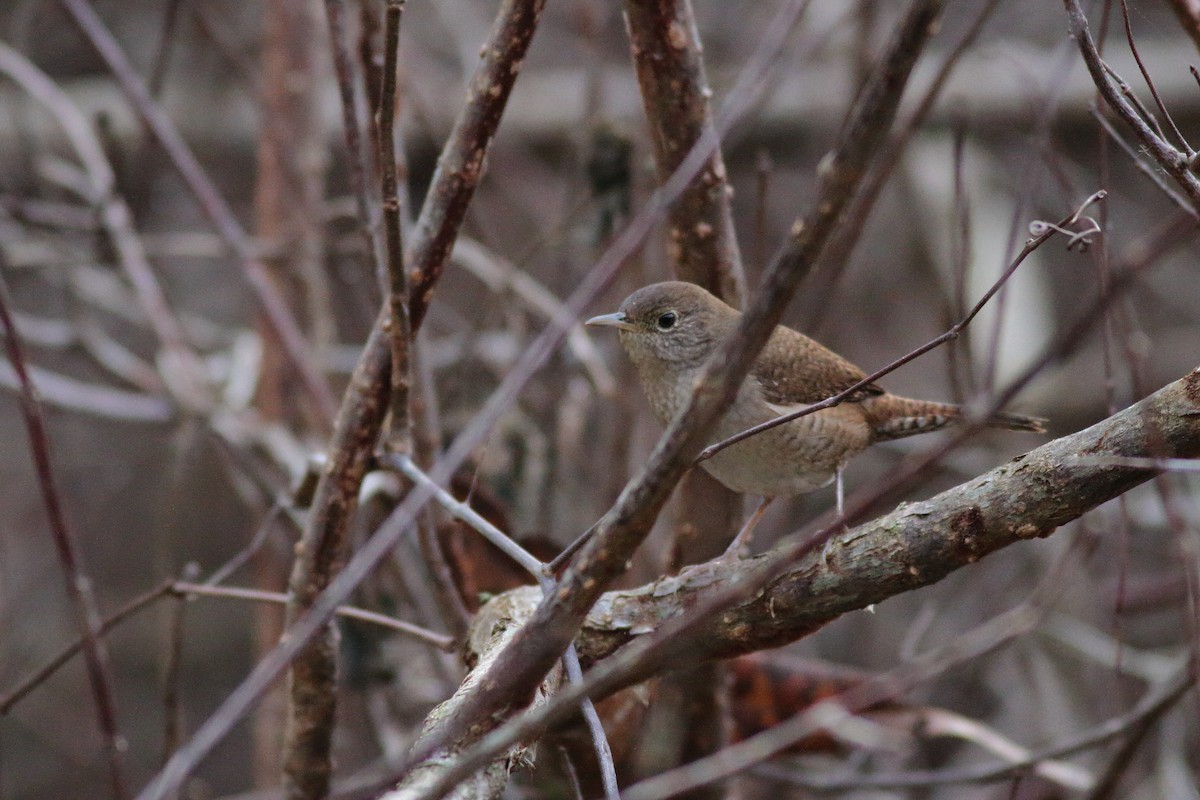 House Wren - ML523888721