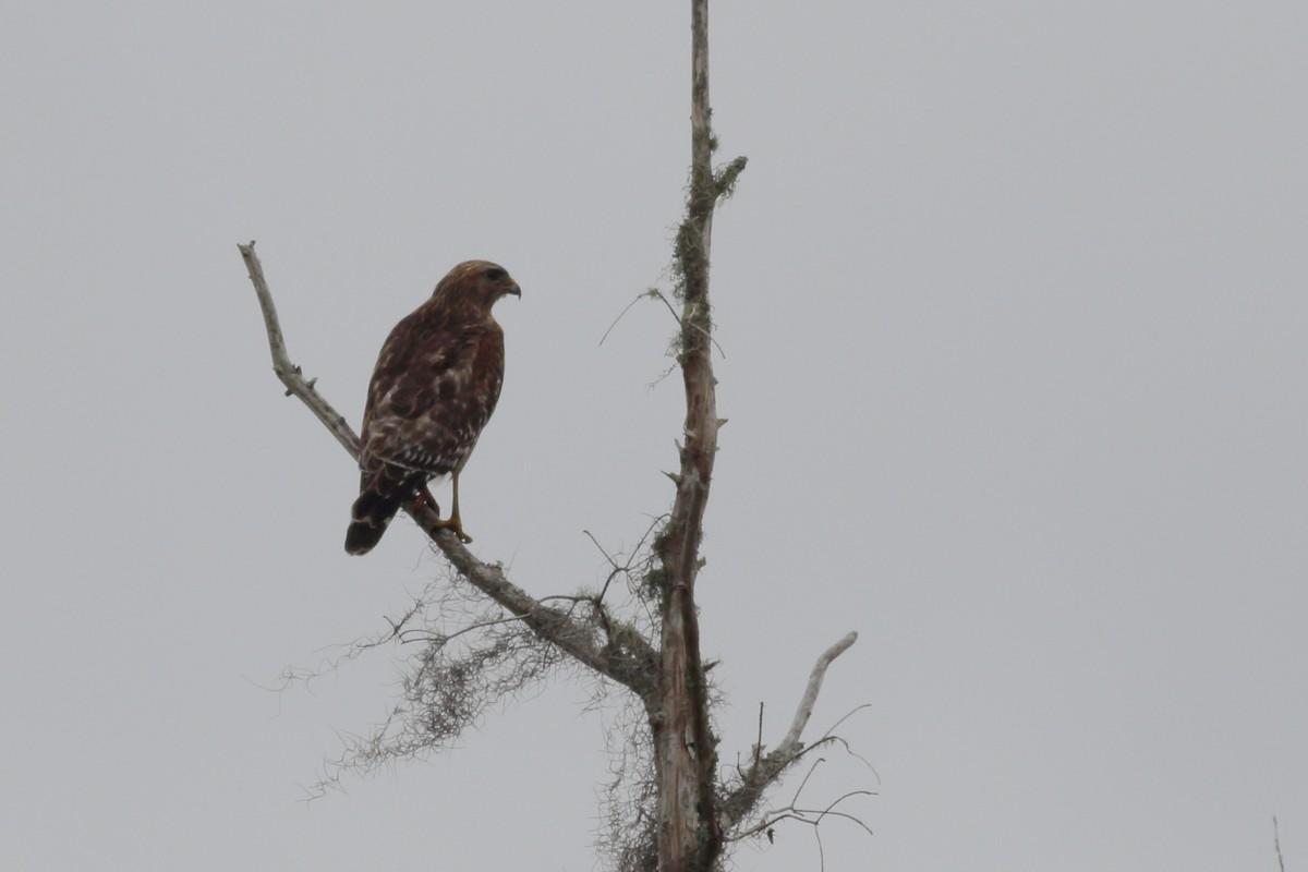 Red-shouldered Hawk - ML523888731