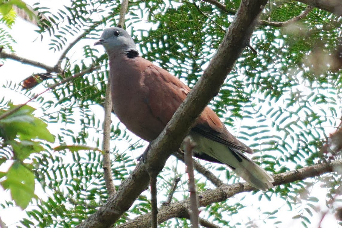 Red Collared-Dove - ML523889411