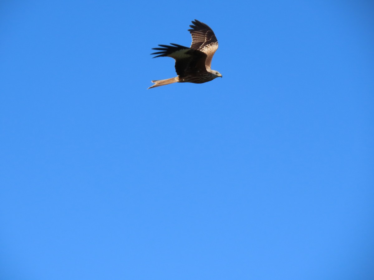 Red Kite - ML523890501