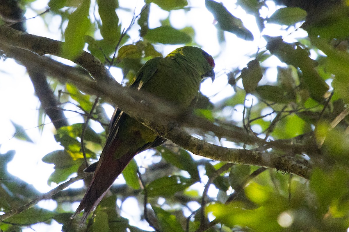 Slender-billed Parakeet - ML523891471