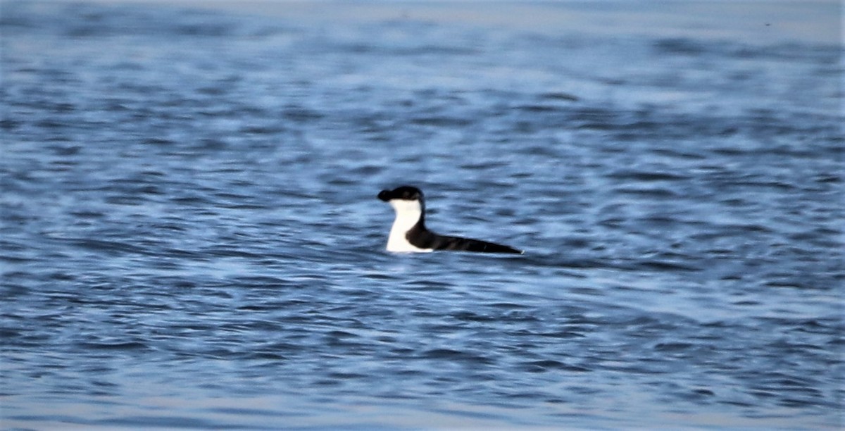 Razorbill - ML523892391