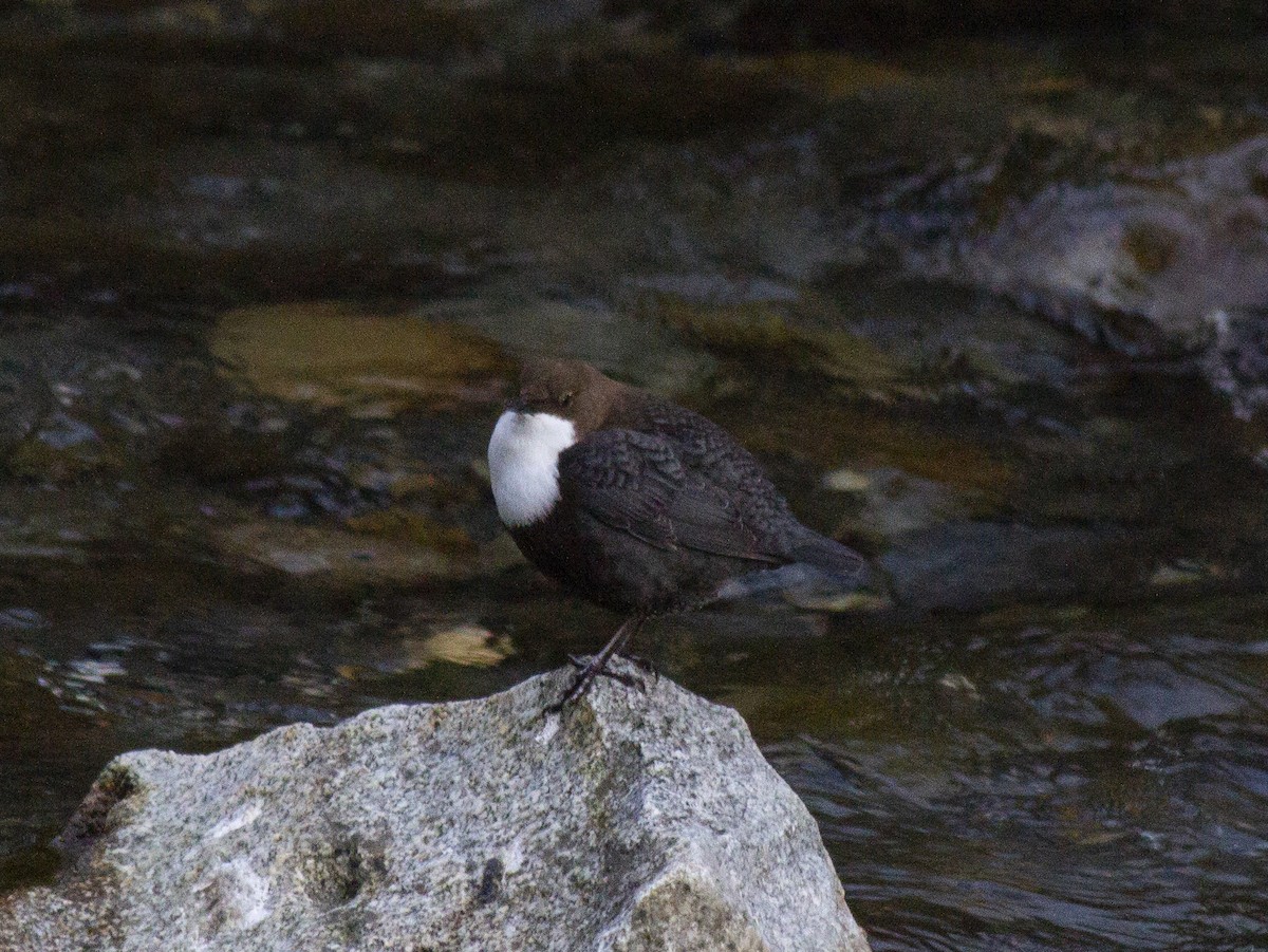 White-throated Dipper - Marcelino Navarro Barba