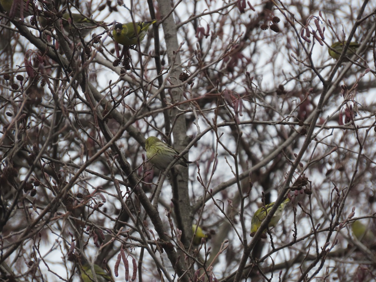Eurasian Siskin - ML523893071