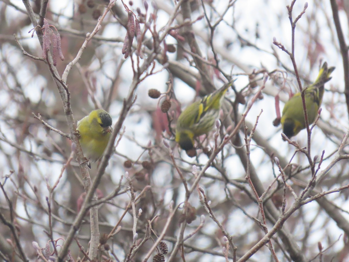 Eurasian Siskin - ML523893081