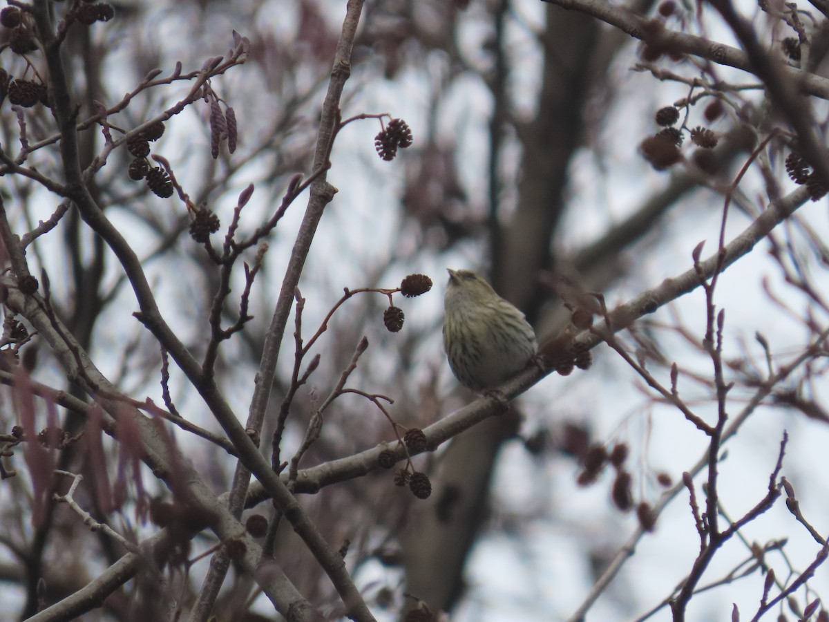 Eurasian Siskin - ML523893091