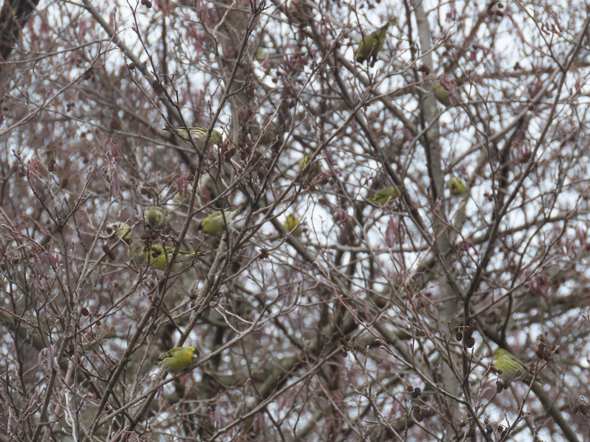 Eurasian Siskin - ML523893101