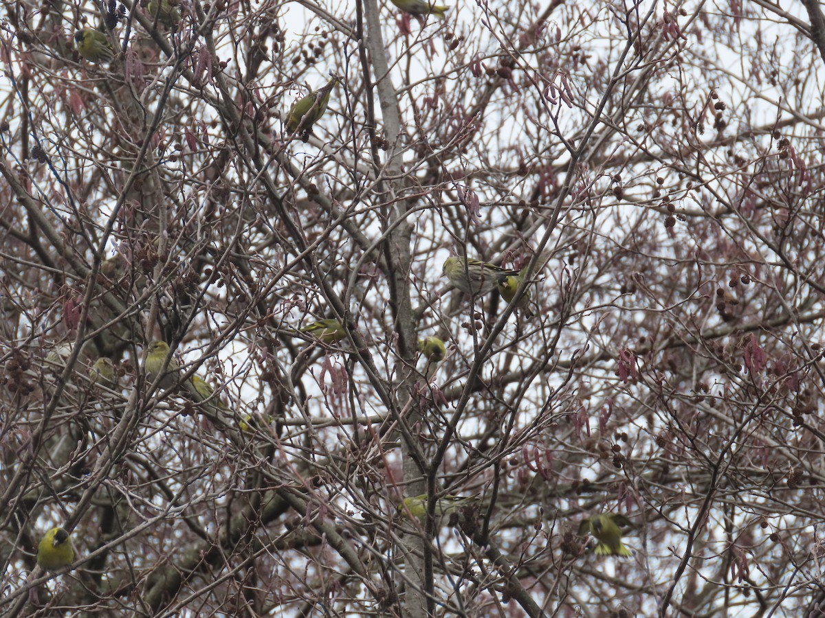 Eurasian Siskin - ML523893111