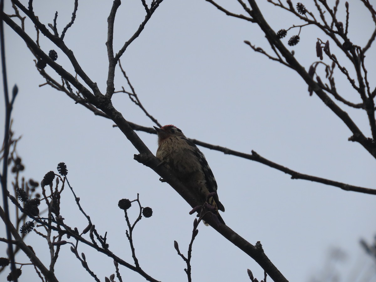 Lesser Spotted Woodpecker - ML523893301