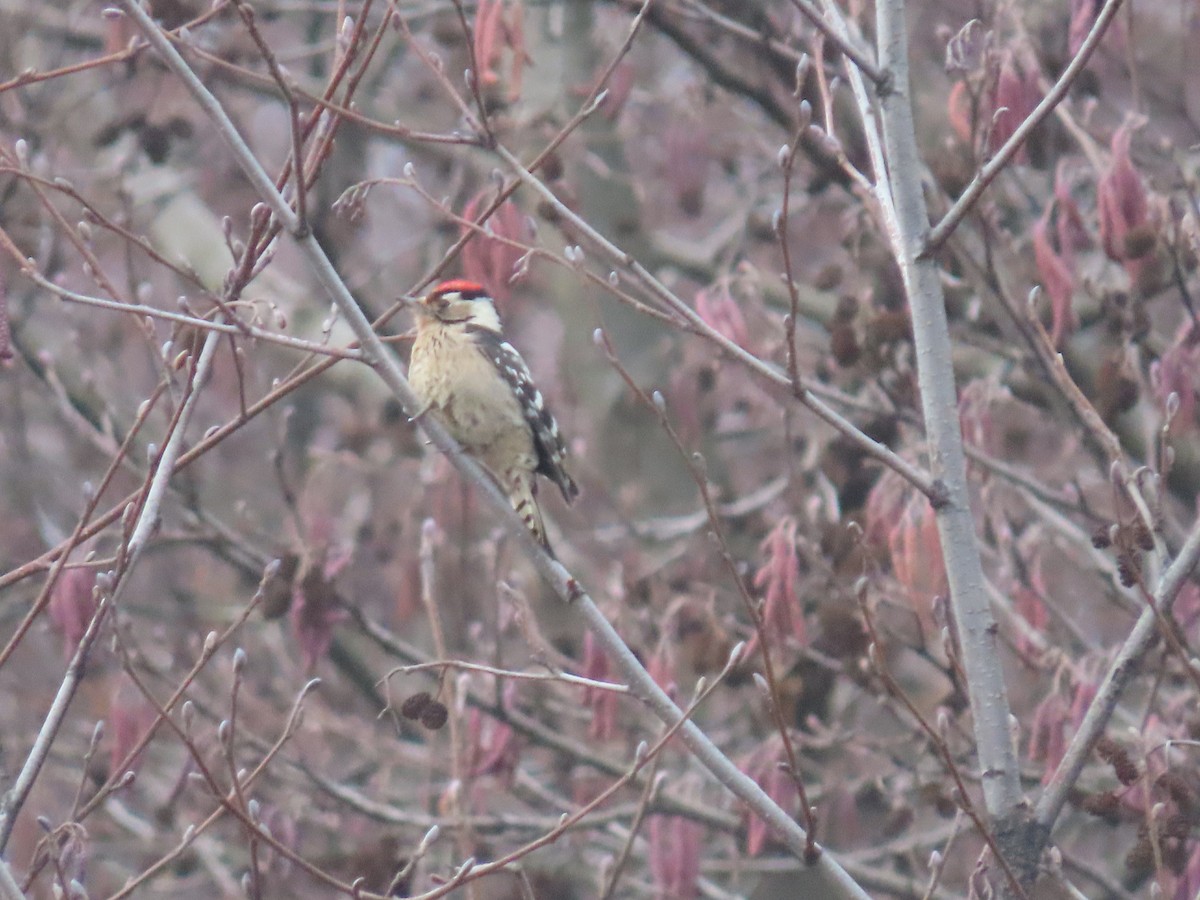 Lesser Spotted Woodpecker - ML523893311