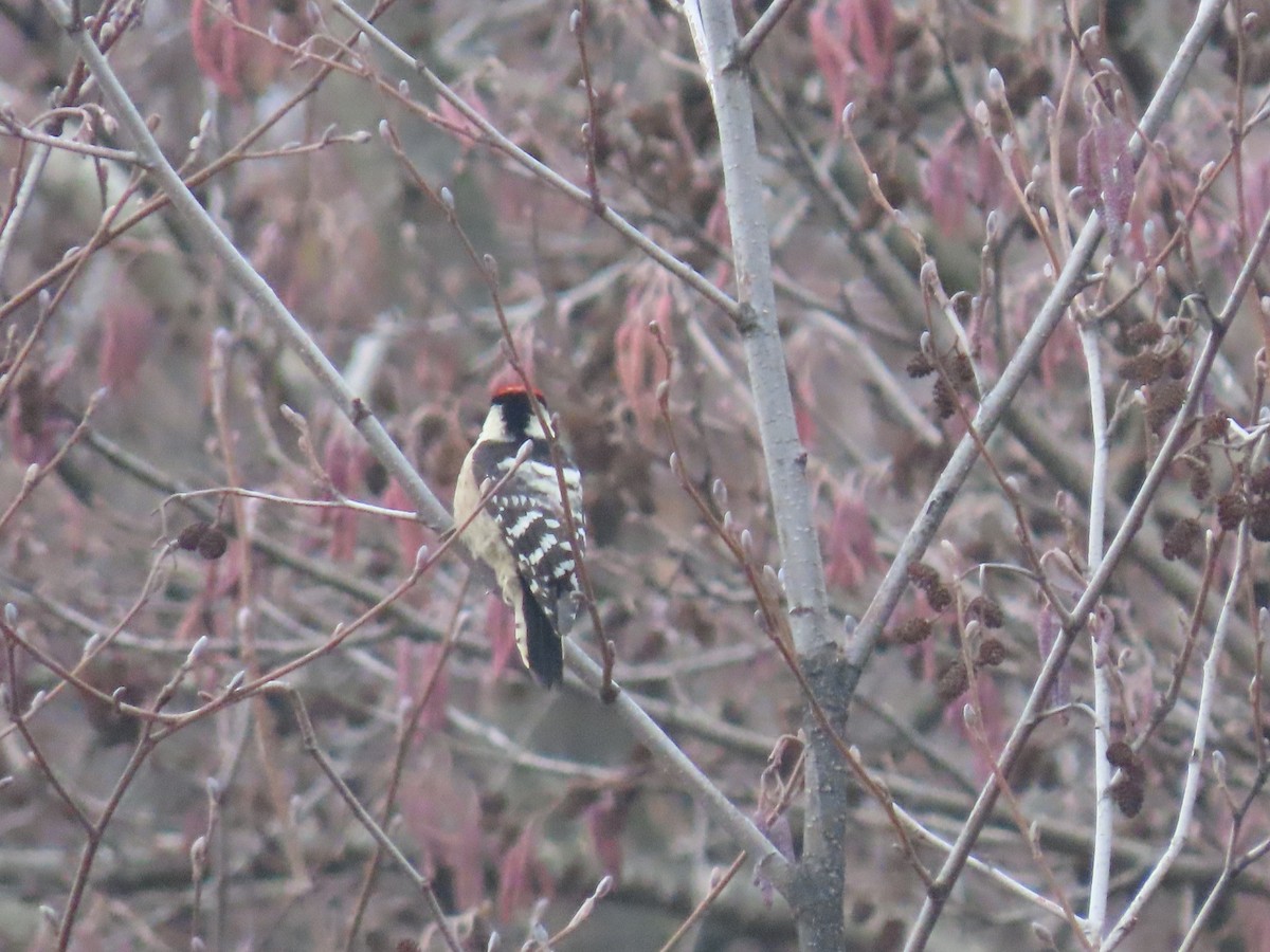 Lesser Spotted Woodpecker - ML523893321
