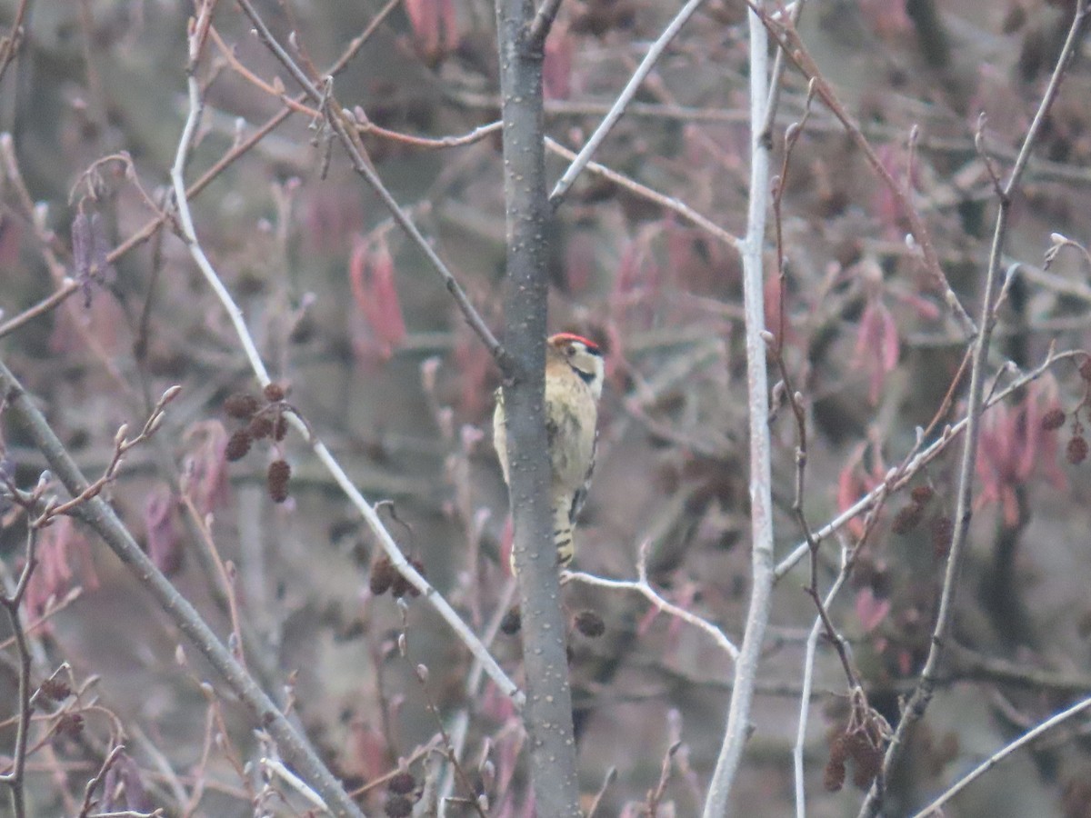 Lesser Spotted Woodpecker - ML523893331