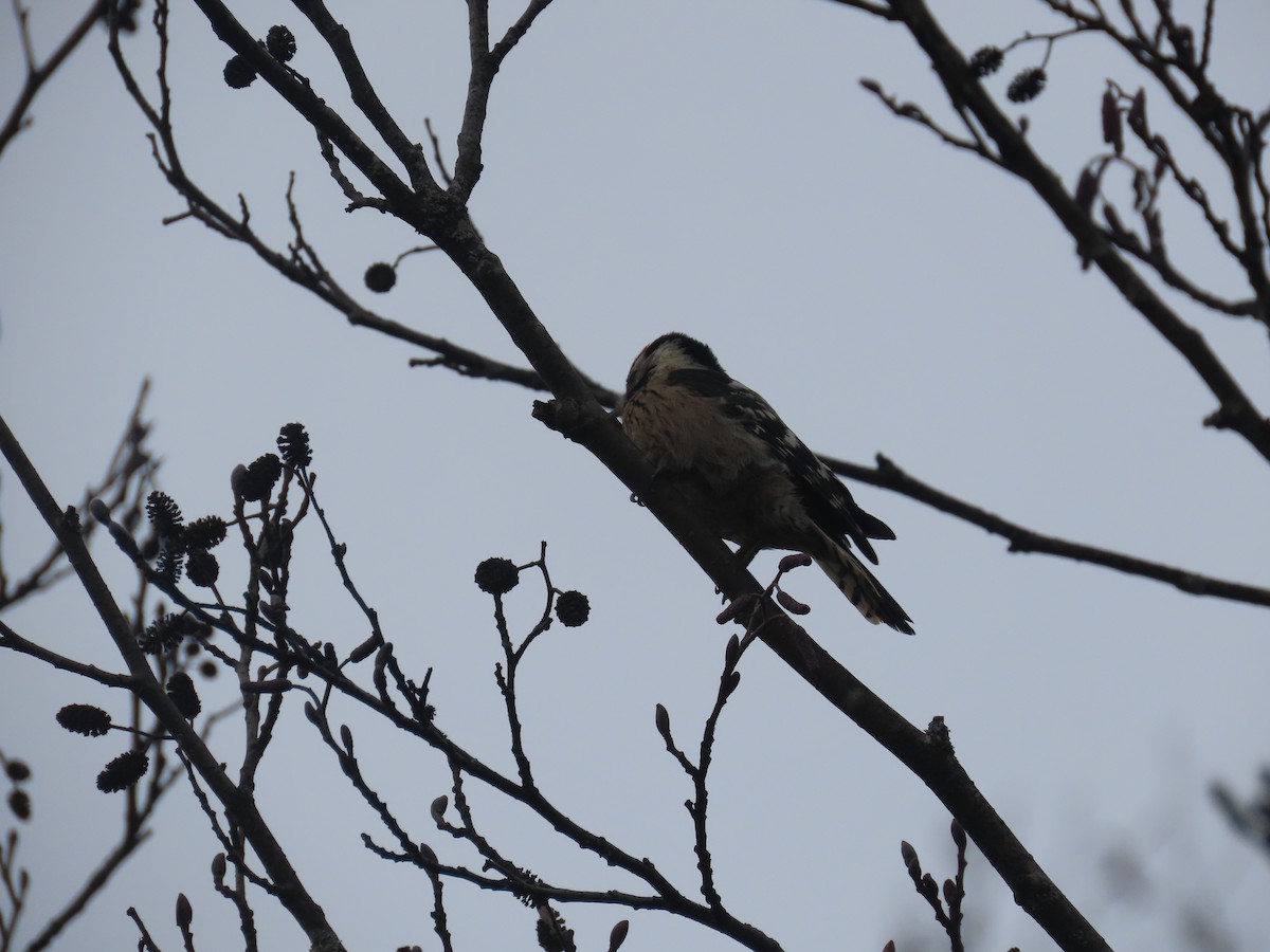 Lesser Spotted Woodpecker - ML523893341