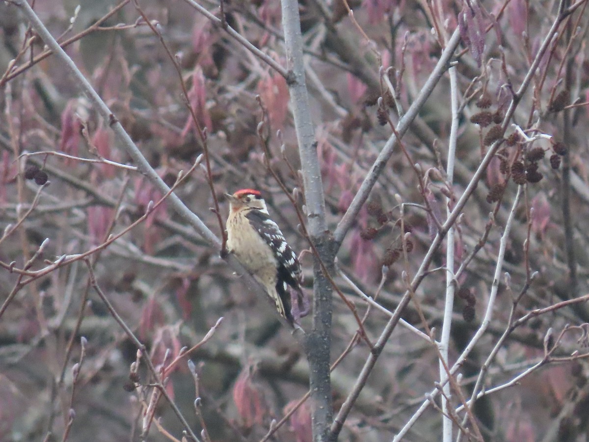 Lesser Spotted Woodpecker - ML523893351