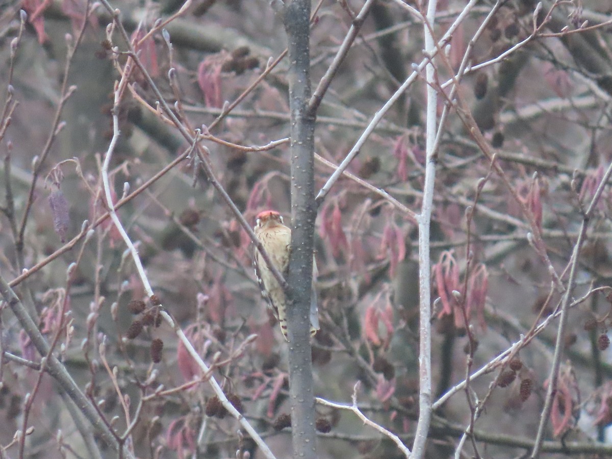 Lesser Spotted Woodpecker - ML523893471