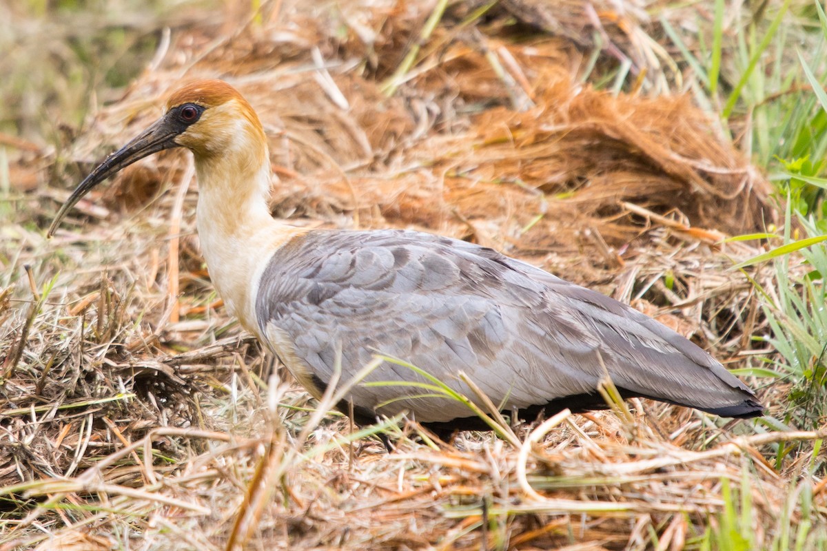 Black-faced Ibis - ML523893601