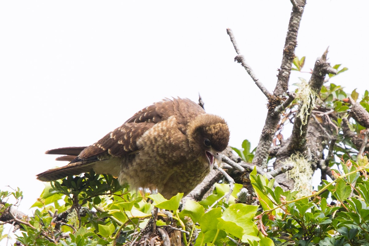 Chimango Caracara - ML523893611