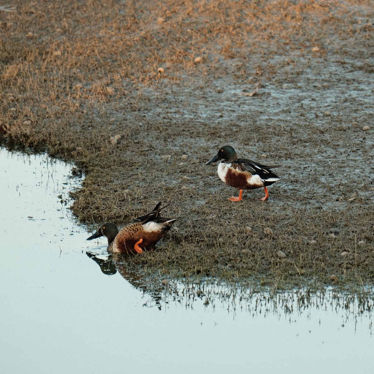 Northern Shoveler - ML523894051