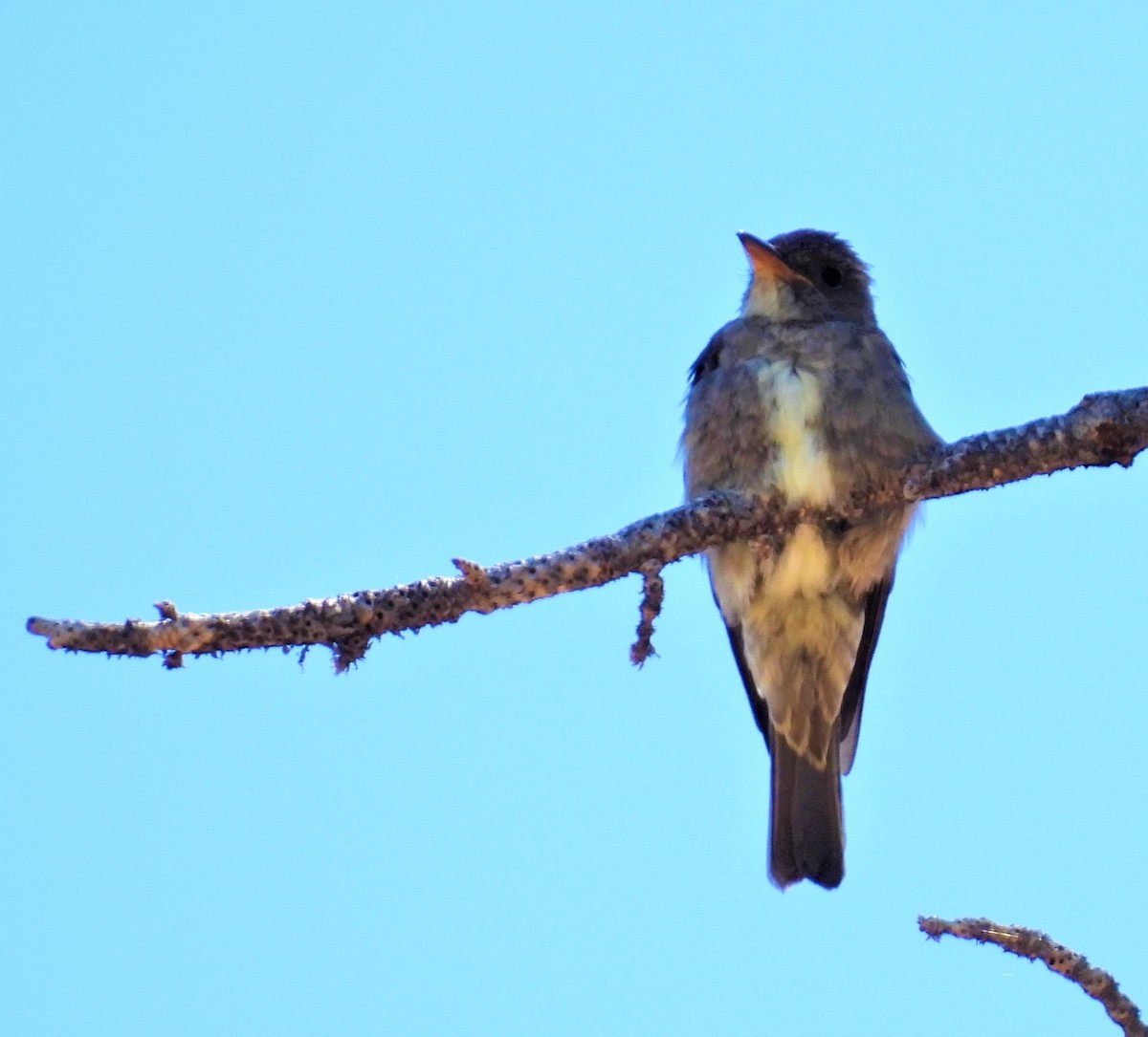 Olive-sided Flycatcher - Jan Thom