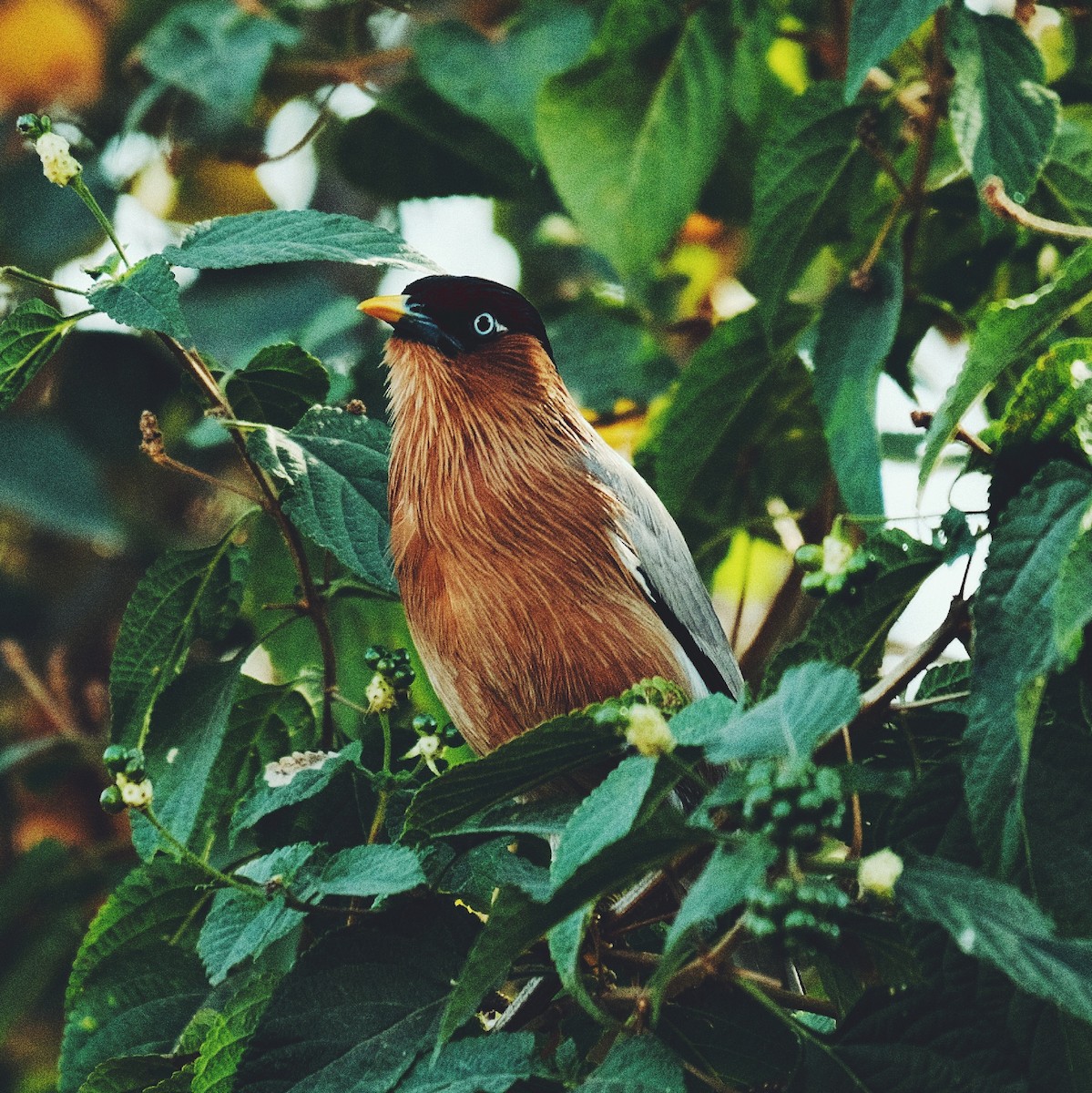 Brahminy Starling - ML523894661