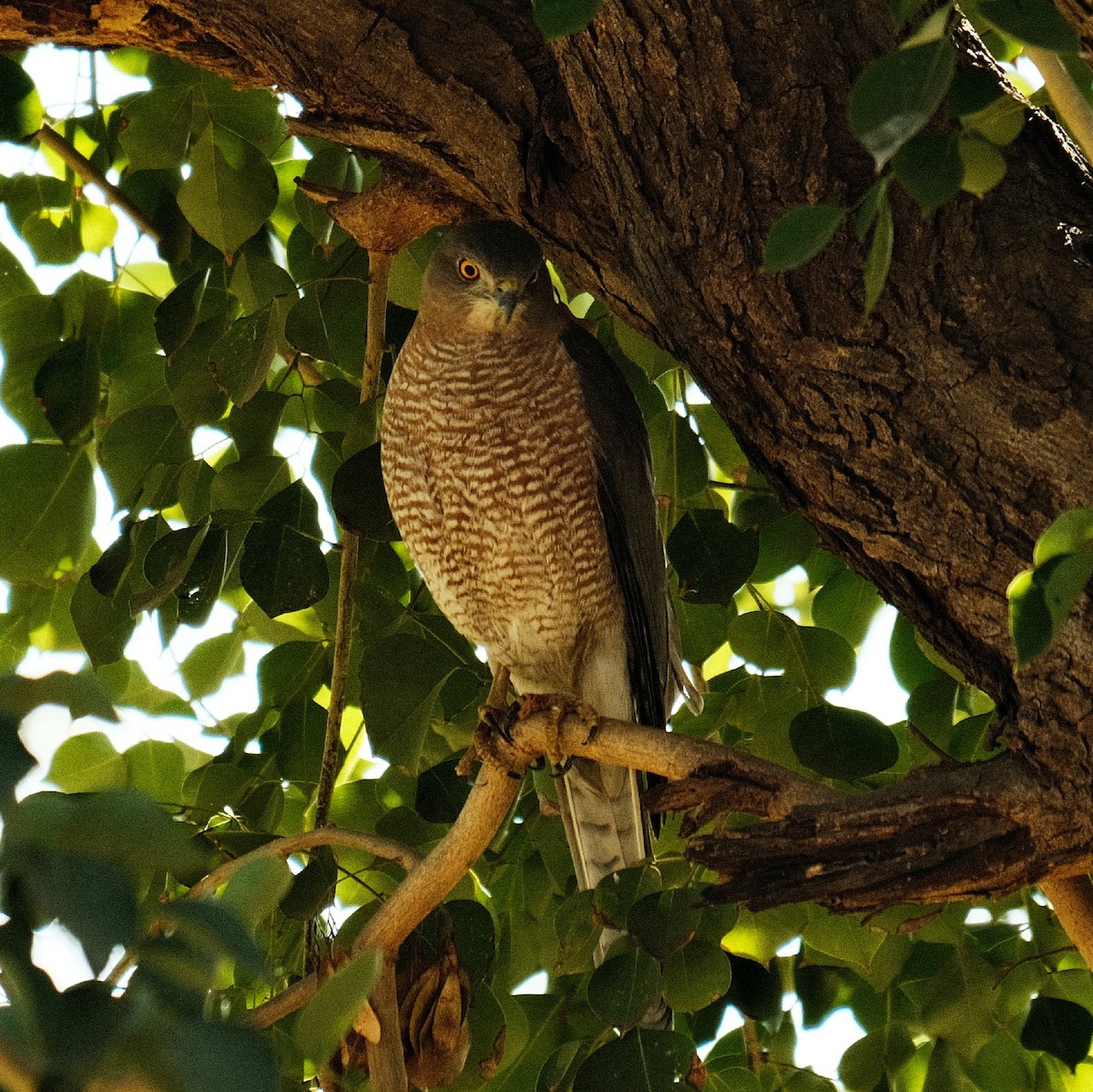 Shikra - ML523894741