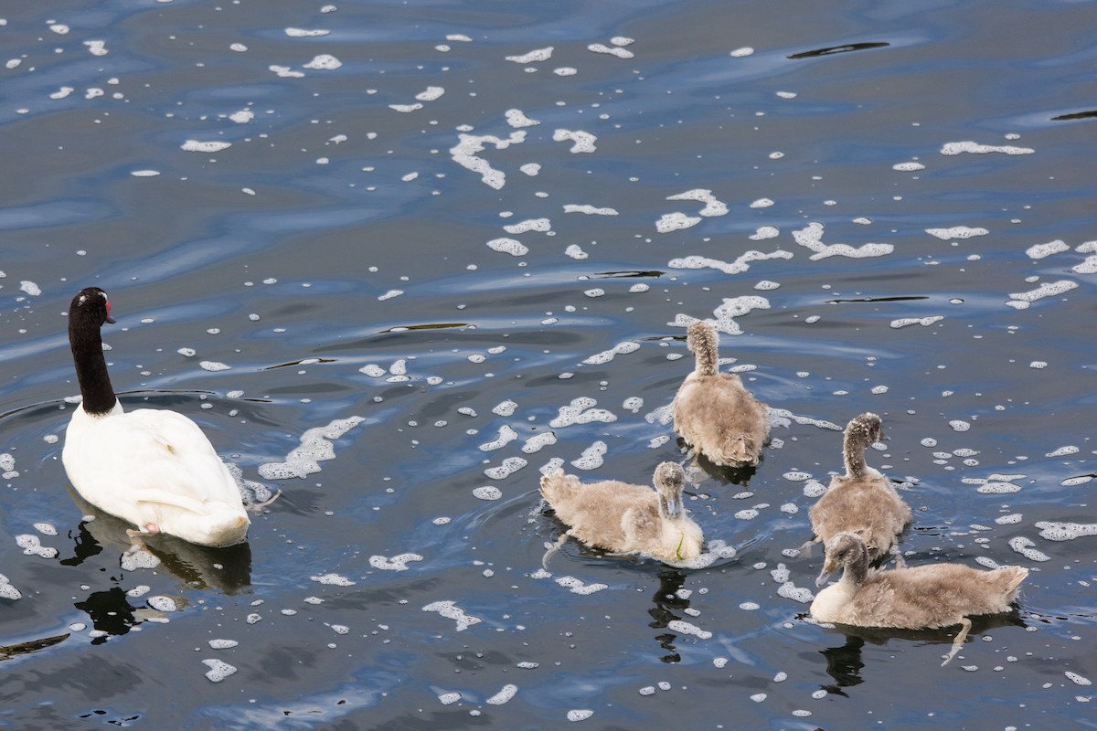 Black-necked Swan - ML523894951