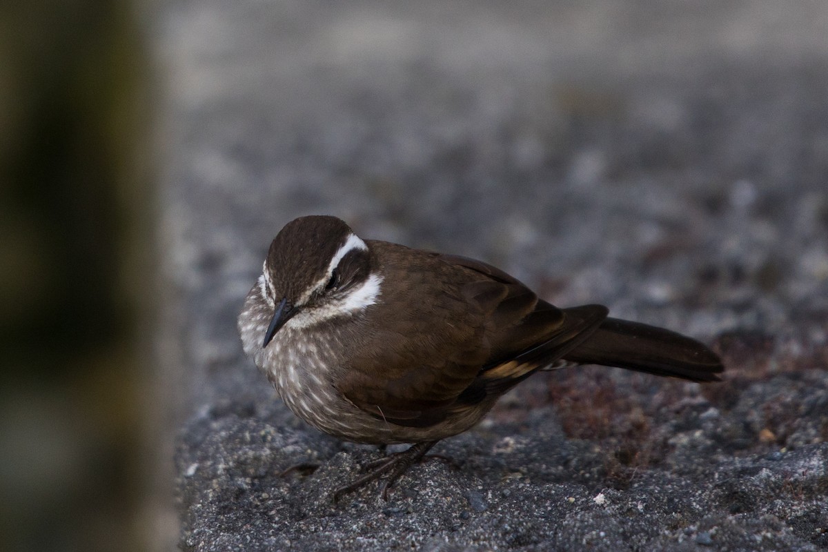 Dark-bellied Cinclodes - ML523894991