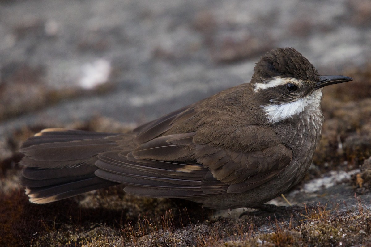 Dark-bellied Cinclodes - ML523895111