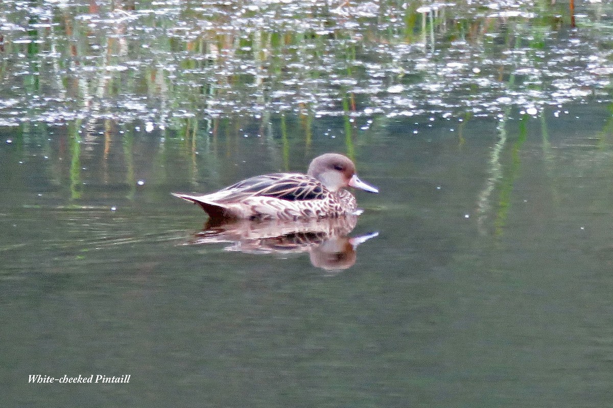 White-cheeked Pintail - Merrill Lester